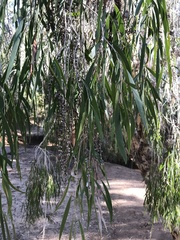 Melaleuca fluviatilis