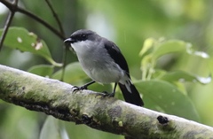 Eopsaltria pulverulenta