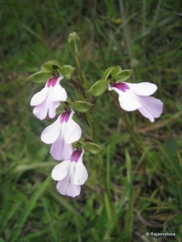 Cynorkis speciosa