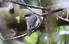 Eopsaltria pulverulenta