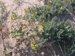Astragalus sericeocanus