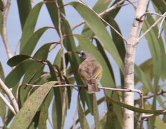 Conopophila albogularis