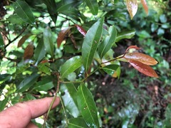 Cryptocarya bidwillii