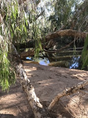 Melaleuca fluviatilis