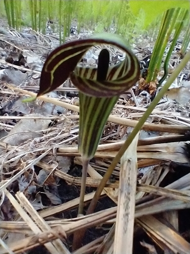 Arisaema triphyllum