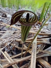 Arisaema triphyllum