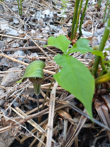 Arisaema triphyllum