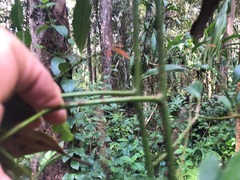 Cryptocarya bidwillii