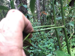 Cryptocarya bidwillii