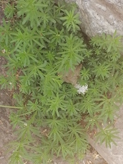 Galium mollugo