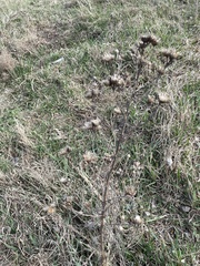 Centaurea stoebe