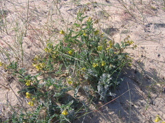 Astragalus sericeocanus