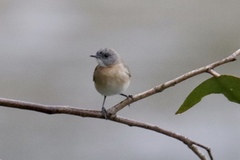 Conopophila albogularis