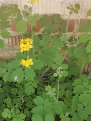 Chelidonium majus
