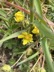 Potentilla