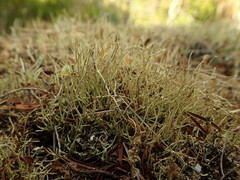 Cladonia capitellata