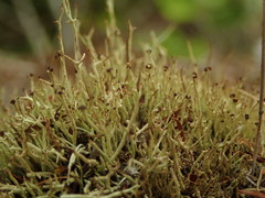 Cladonia capitellata