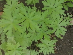 Geranium sibiricum