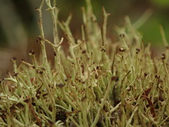 Cladonia capitellata