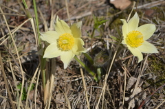 Pulsatilla patens