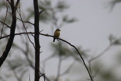 Microeca flavigaster