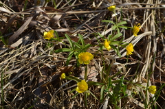 Ranunculus monophyllus