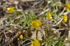 Ranunculus monophyllus