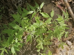 Acer negundo