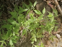 Acer negundo