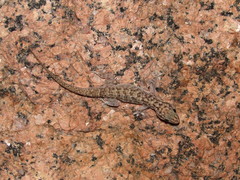 Phyllopezus pollicaris