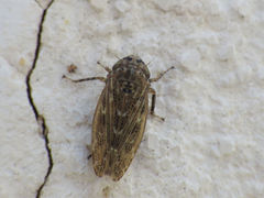 Euscelidius variegatus