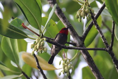 Myzomela erythrocephala