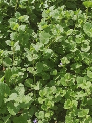 Glechoma hederacea
