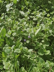 Glechoma hederacea