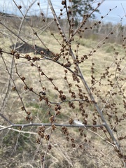 Ulmus pumila
