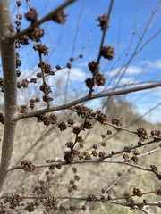 Ulmus pumila