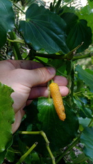 Piper excelsum peltatum