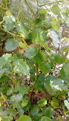 Piper excelsum peltatum