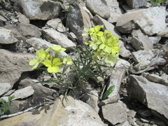 Erysimum flavum