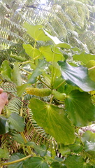 Piper excelsum peltatum