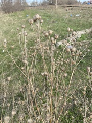 Centaurea stoebe