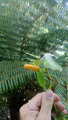 Piper excelsum peltatum