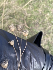 Centaurea stoebe