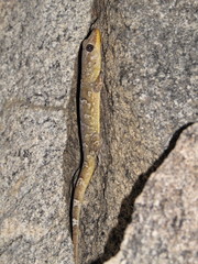 Phyllopezus periosus