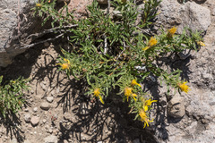 Ericameria suffruticosa