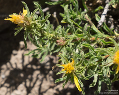Ericameria suffruticosa