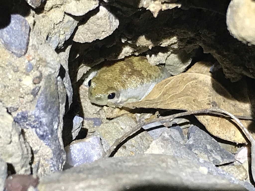 Buzzing Tree Frog (Amphibians of Winton) · iNaturalist