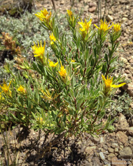 Ericameria suffruticosa