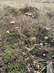 Centaurea stoebe