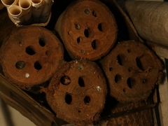 Megachile lerma